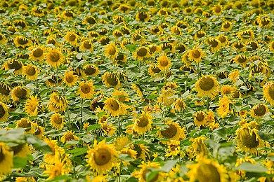 B社计划长久支持《辐射76》 正在设计未来五年路线图